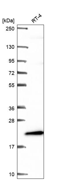 ICT Antibody Western Blot: ICT Antibody [NBP3-24906]