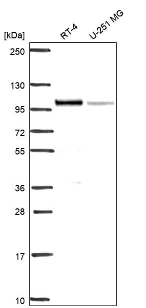 IFI16 Antibody Western Blot: IFI16 Antibody [NBP3-24908]