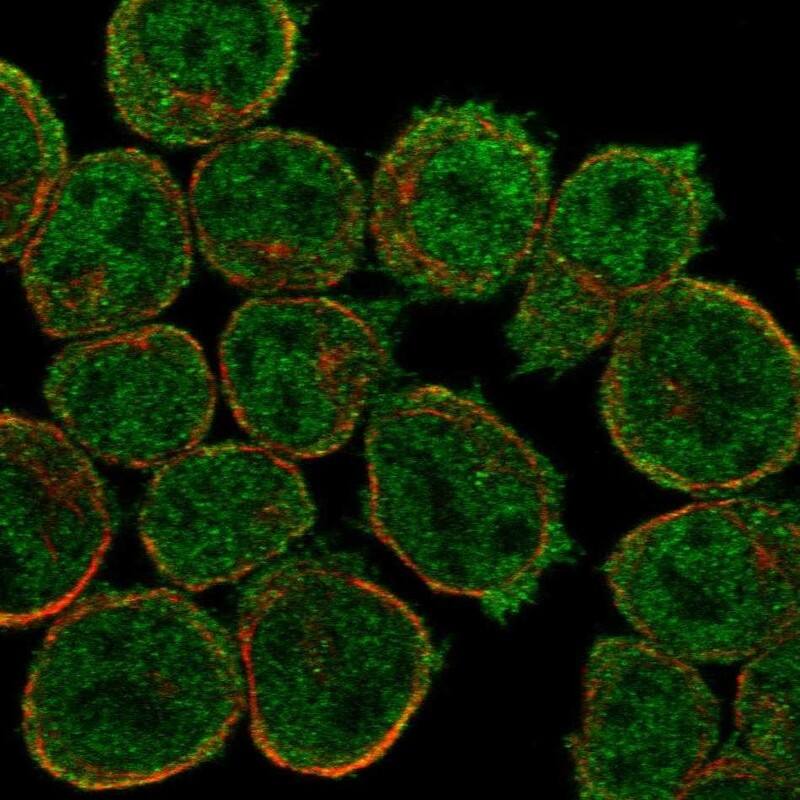 IGFLR1/TMEM149 Antibody Immunocytochemistry/Immunofluorescence: IGFLR1/TMEM149 Antibody [NBP3-24910]