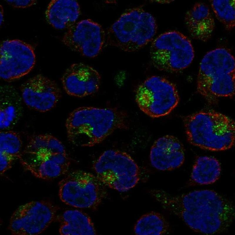 IL-26/AK155 Antibody Immunocytochemistry/Immunofluorescence: IL-26/AK155 Antibody [NBP3-24912]