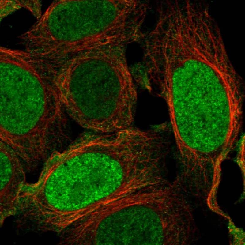 ILF2 Antibody Immunocytochemistry/Immunofluorescence: ILF2 Antibody [NBP3-24914]