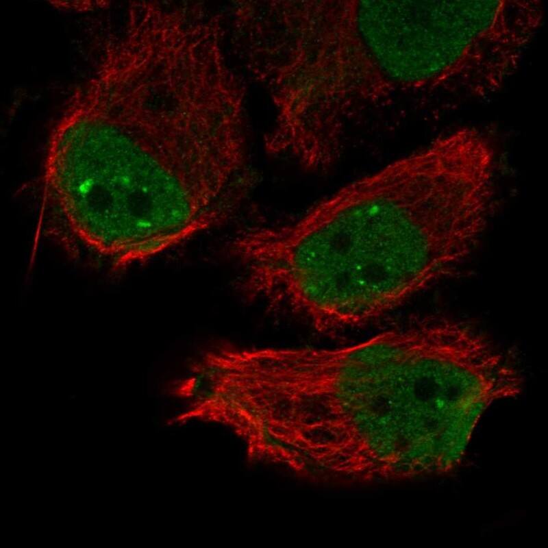 INO80B Antibody Immunocytochemistry/Immunofluorescence: INO80B Antibody [NBP3-24919]