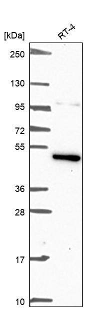 JNK3 Antibody Western Blot: JNK3 Antibody [NBP3-24929]