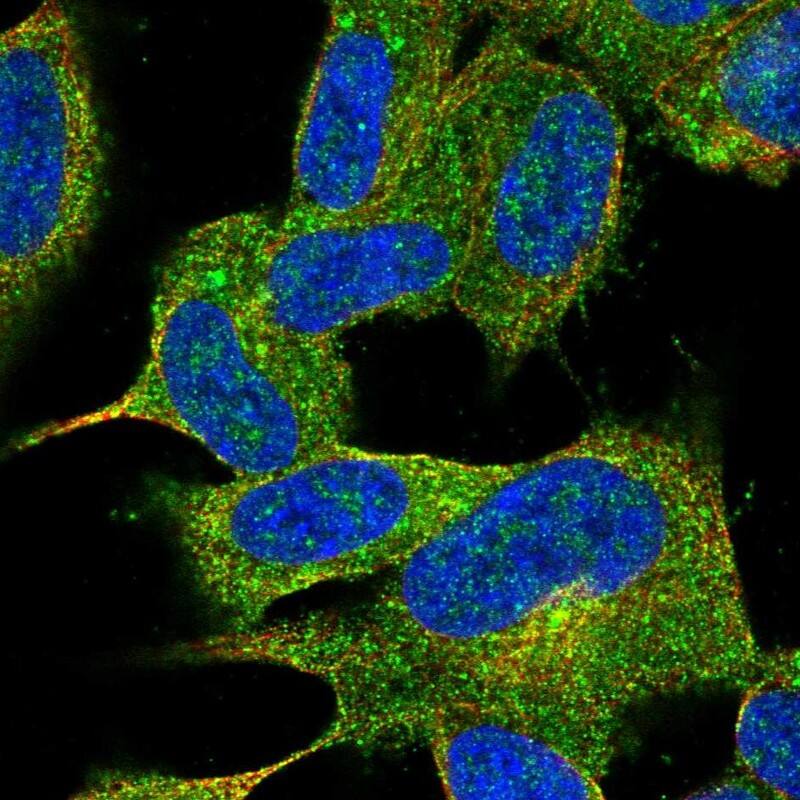 JPH4 Antibody Immunocytochemistry/Immunofluorescence: JPH4 Antibody [NBP3-24930]