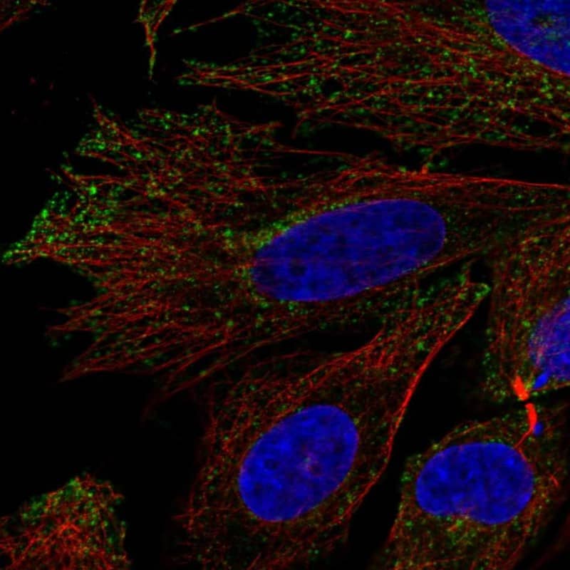 KCNA7 Antibody Immunocytochemistry/Immunofluorescence: KCNA7 Antibody [NBP3-24934]