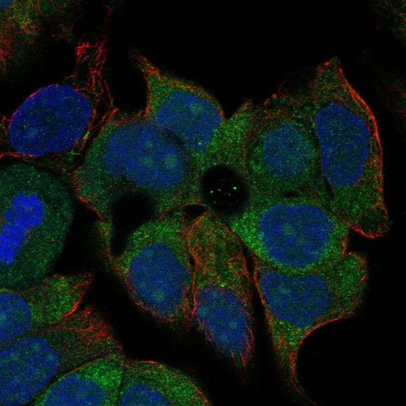 KCNN4 Antibody Immunocytochemistry/Immunofluorescence: KCNN4 Antibody [NBP3-24935]