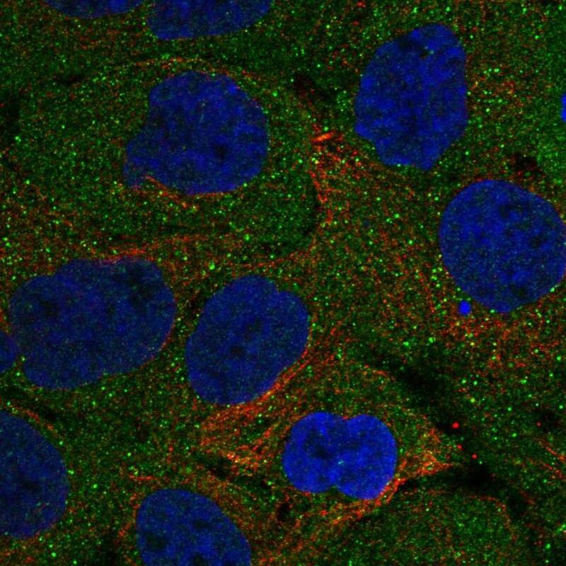 KHDC1L Antibody Immunocytochemistry/Immunofluorescence: KHDC1L Antibody [NBP3-24937]