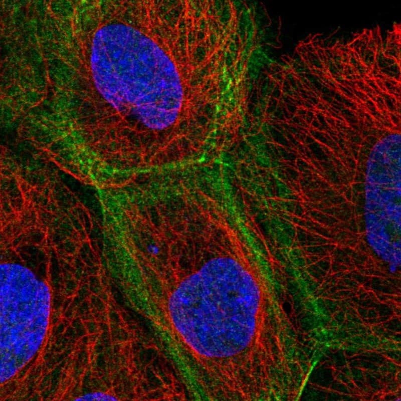 KIF3B Antibody Immunocytochemistry/Immunofluorescence: KIF3B Antibody [NBP3-24939]