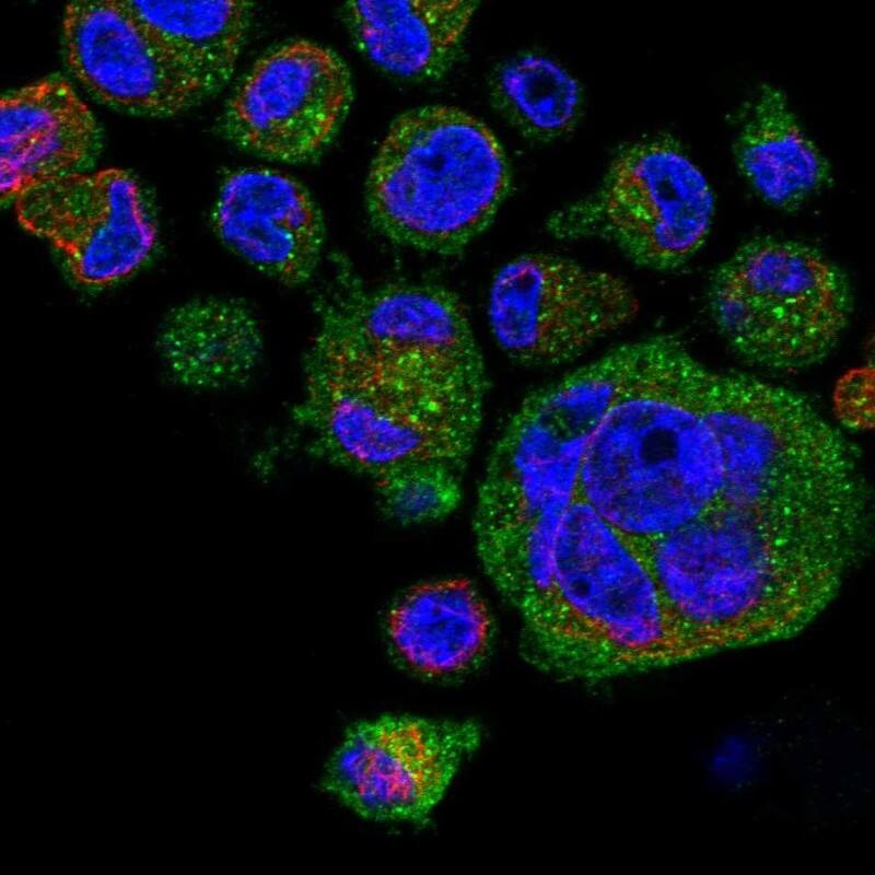 KSR1 Antibody Immunocytochemistry/Immunofluorescence: KSR1 Antibody [NBP3-24945]