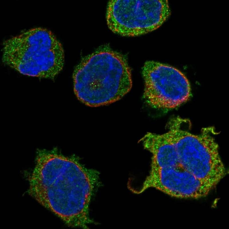 Kv7.1 Antibody Immunocytochemistry/Immunofluorescence: Kv7.1 Antibody [NBP3-24948]