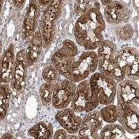 LONRF2 Antibody Immunohistochemistry-Paraffin: LONRF2 Antibody [NBP3-24959]