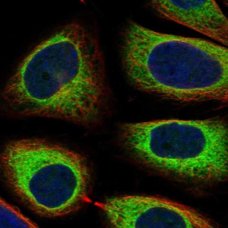 LRPAP Antibody Immunocytochemistry/Immunofluorescence: LRPAP Antibody [NBP3-24961]