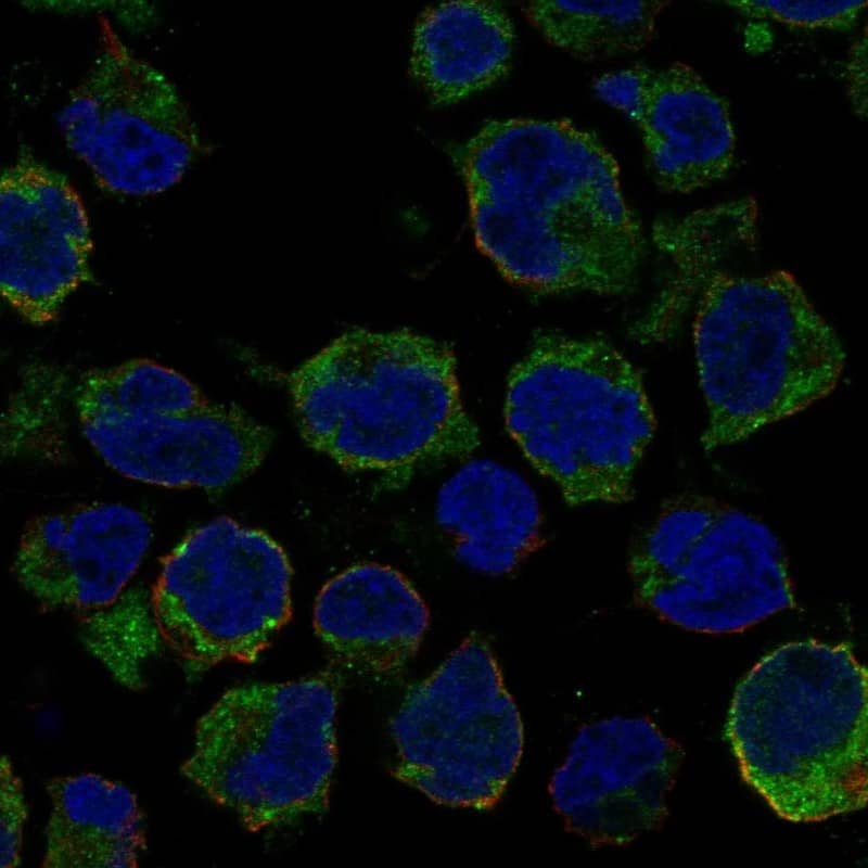 LRRC18 Antibody Immunocytochemistry/Immunofluorescence: LRRC18 Antibody [NBP3-24962]