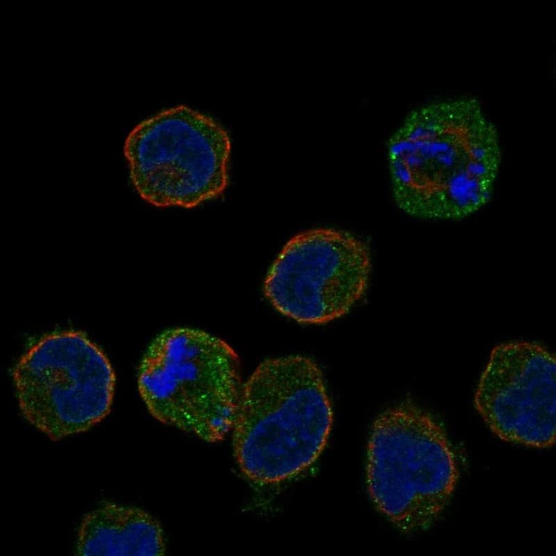 LST1 Antibody Immunocytochemistry/Immunofluorescence: LST1 Antibody [NBP3-24965]