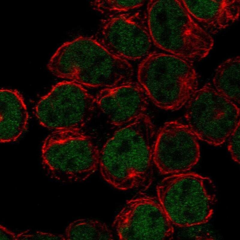 Lyl1 Antibody Immunocytochemistry/Immunofluorescence: Lyl1 Antibody [NBP3-24966]