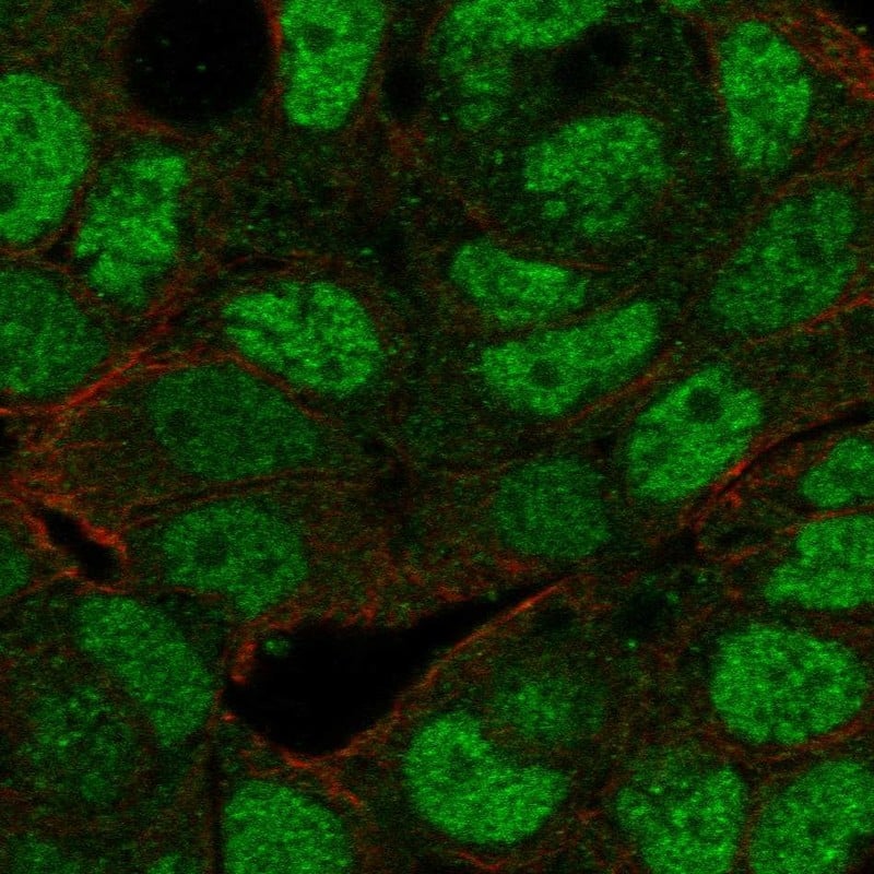 MAF1 Antibody Immunocytochemistry/Immunofluorescence: MAF1 Antibody [NBP3-24967]