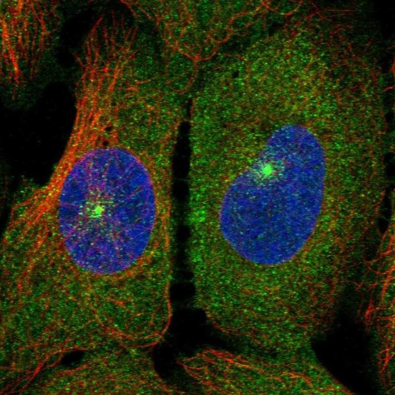 MCF2L2 Antibody Immunocytochemistry/Immunofluorescence: MCF2L2 Antibody [NBP3-24974]