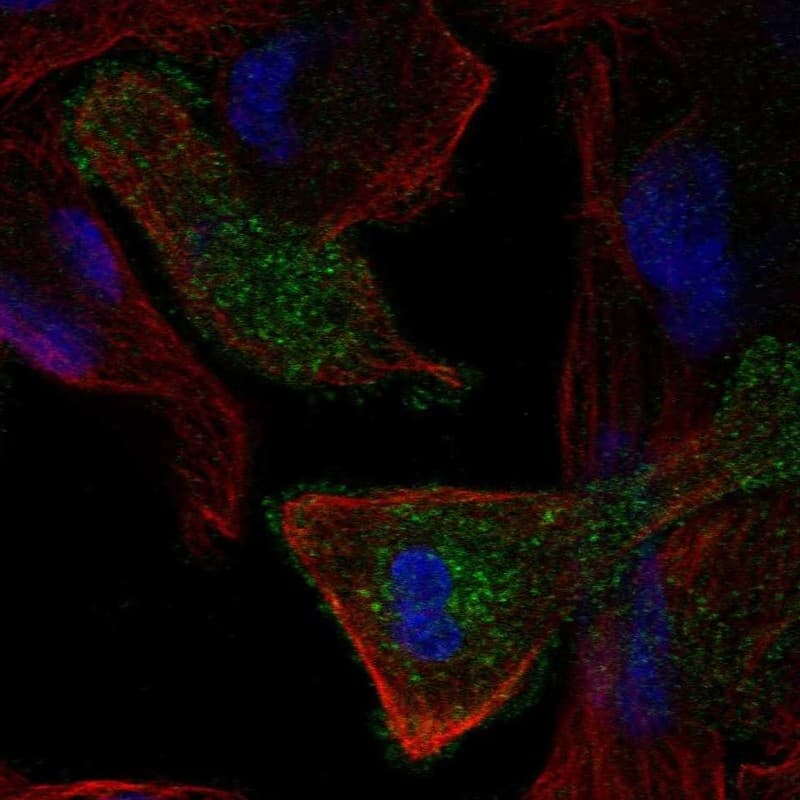 MEGF10 Antibody Immunocytochemistry/Immunofluorescence: MEGF10 Antibody [NBP3-24978]