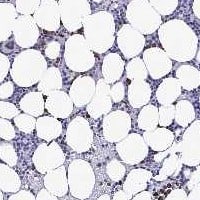 MFSD4 Antibody Immunohistochemistry-Paraffin: MFSD4 Antibody [NBP3-24982]