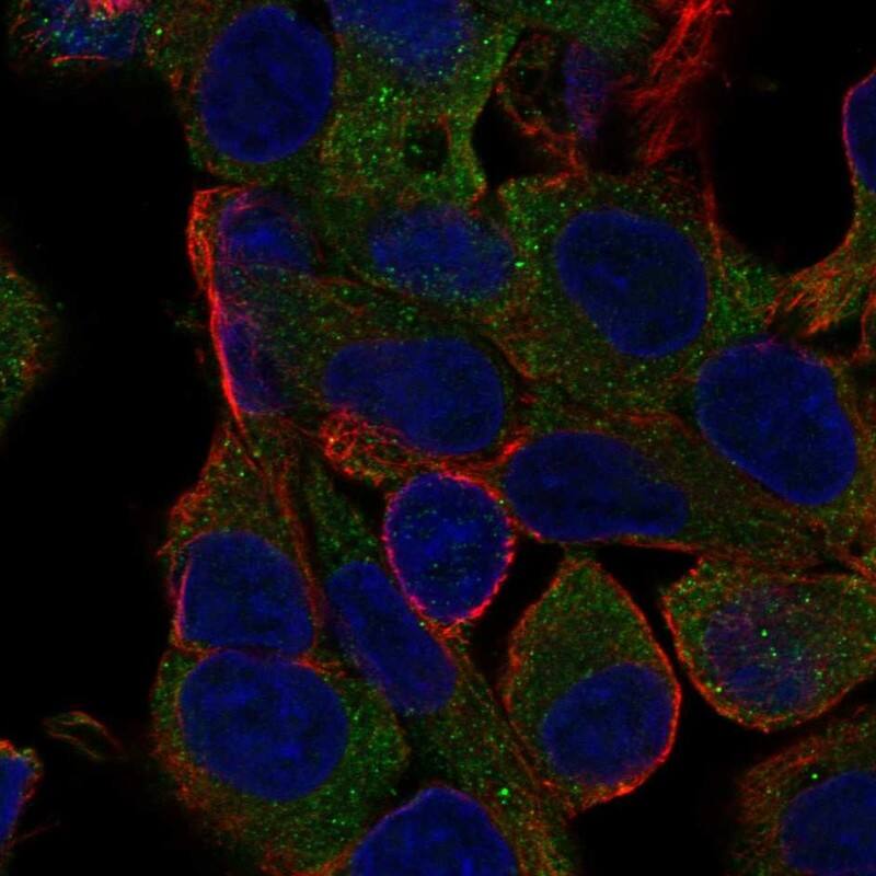 MOGAT1 Antibody Immunocytochemistry/Immunofluorescence: MOGAT1 Antibody [NBP3-24987]