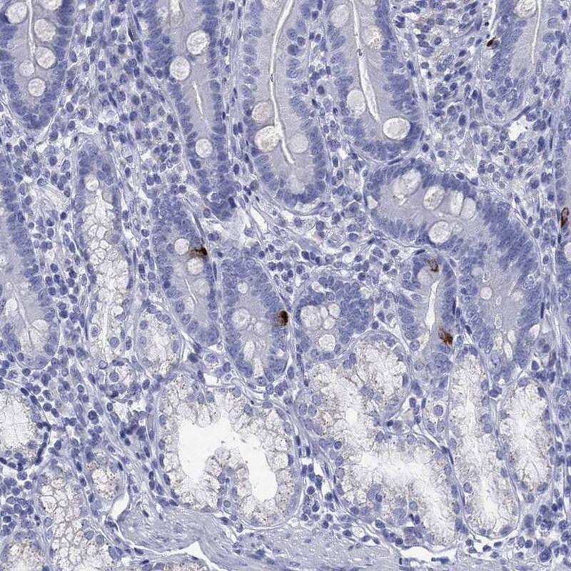 Motilin Antibody Immunohistochemistry-Paraffin: Motilin Antibody [NBP3-24990]