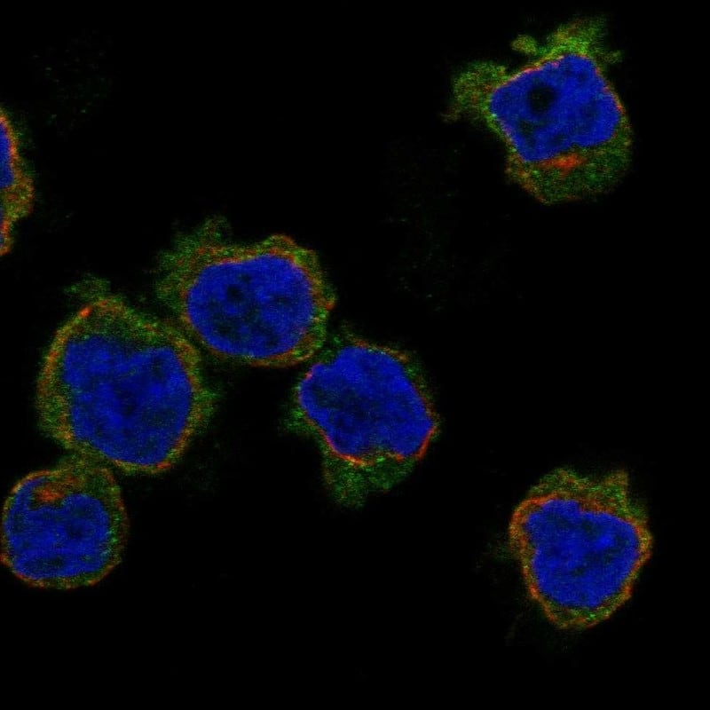 Motilin R/GPR38 Antibody Immunocytochemistry/Immunofluorescence: Motilin R/GPR38 Antibody [NBP3-24991]