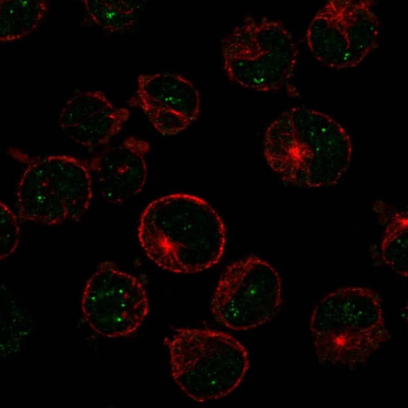 MSH5 Antibody Immunocytochemistry/Immunofluorescence: MSH5 Antibody [NBP3-24995]