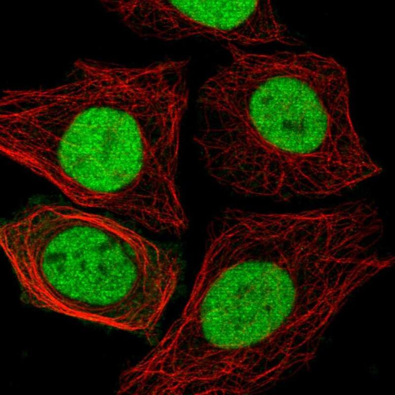 NFIC Antibody Immunocytochemistry/Immunofluorescence: NFIC Antibody [NBP3-25013]