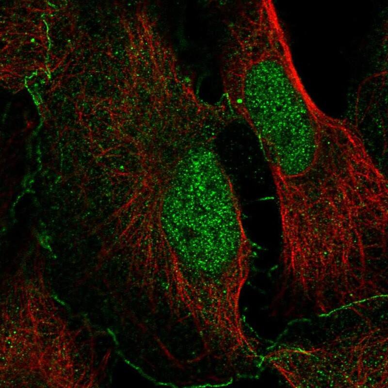 NHSL2 Antibody Immunocytochemistry/Immunofluorescence: NHSL2 Antibody [NBP3-25015]