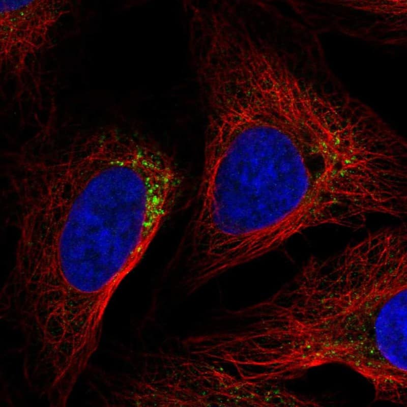 NLRP5 Antibody Immunocytochemistry/Immunofluorescence: NLRP5 Antibody [NBP3-25019]