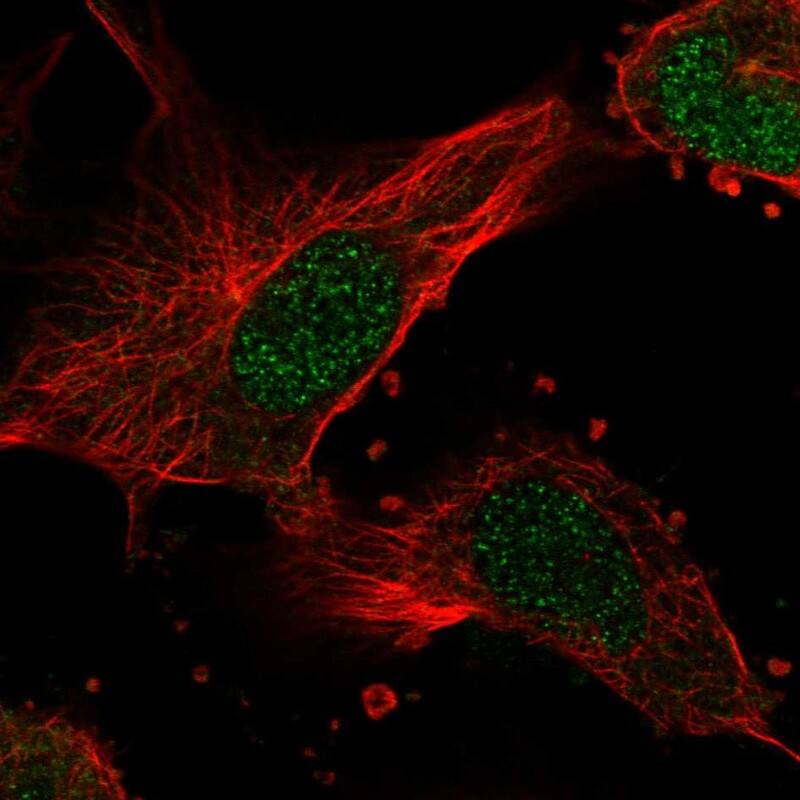 NME7 Antibody Immunocytochemistry/Immunofluorescence: NME7 Antibody [NBP3-25020]