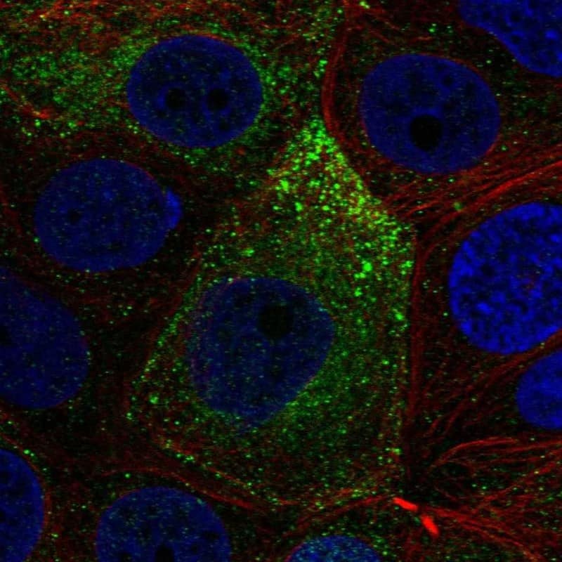 NOXRED1 Antibody Immunocytochemistry/Immunofluorescence: NOXRED1 Antibody [NBP3-25022]