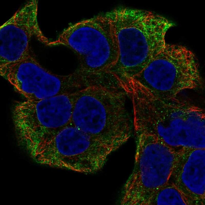 NRAP Antibody Immunocytochemistry/Immunofluorescence: NRAP Antibody [NBP3-25023]