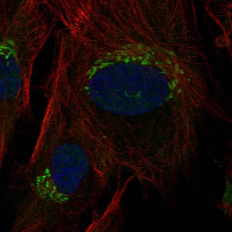 Osteoprotegerin/TNFRSF11B Antibody Immunocytochemistry/Immunofluorescence: Osteoprotegerin/TNFRSF11B Antibody [NBP3-25031]