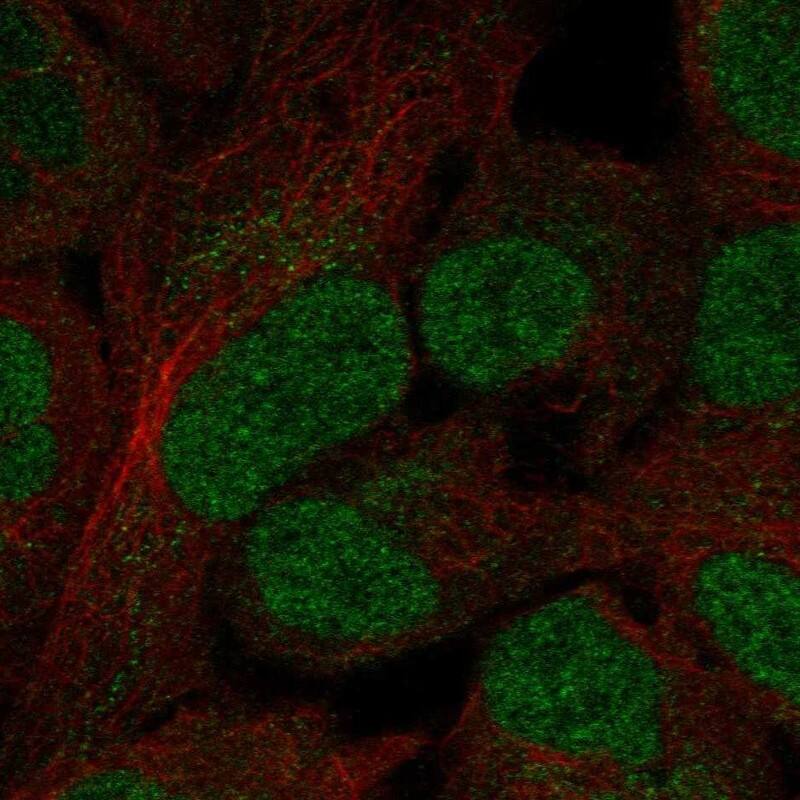 OVOL3 Antibody Immunocytochemistry/Immunofluorescence: OVOL3 Antibody [NBP3-25032]