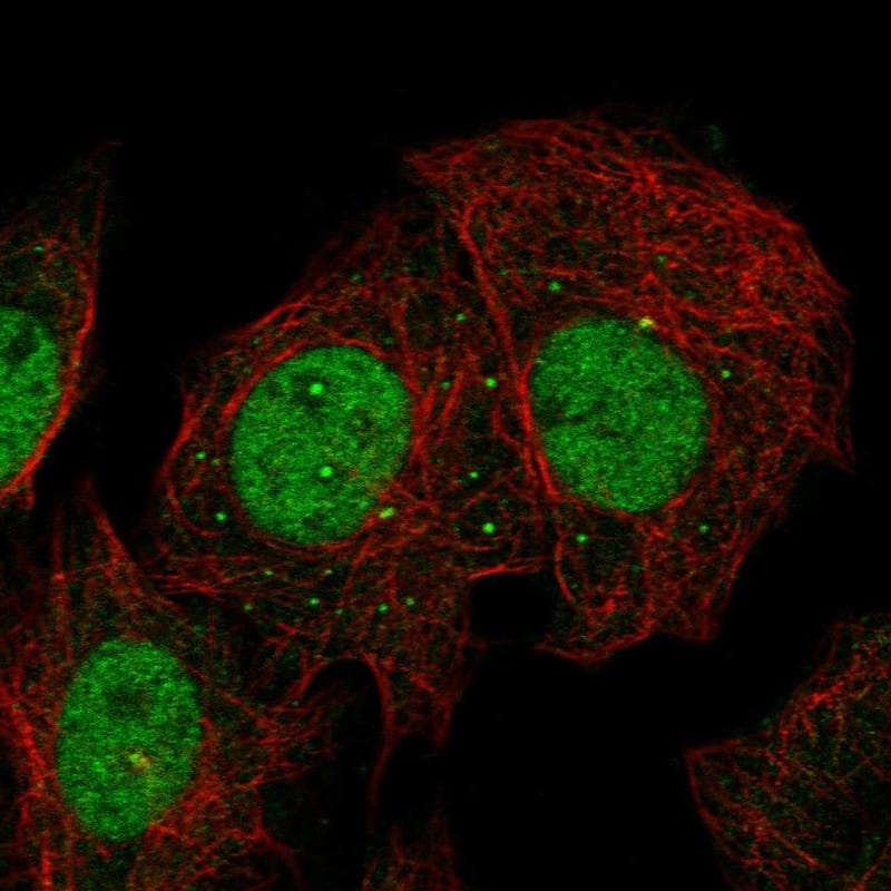 PAF1 Antibody Immunocytochemistry/Immunofluorescence: PAF1 Antibody [NBP3-25038]