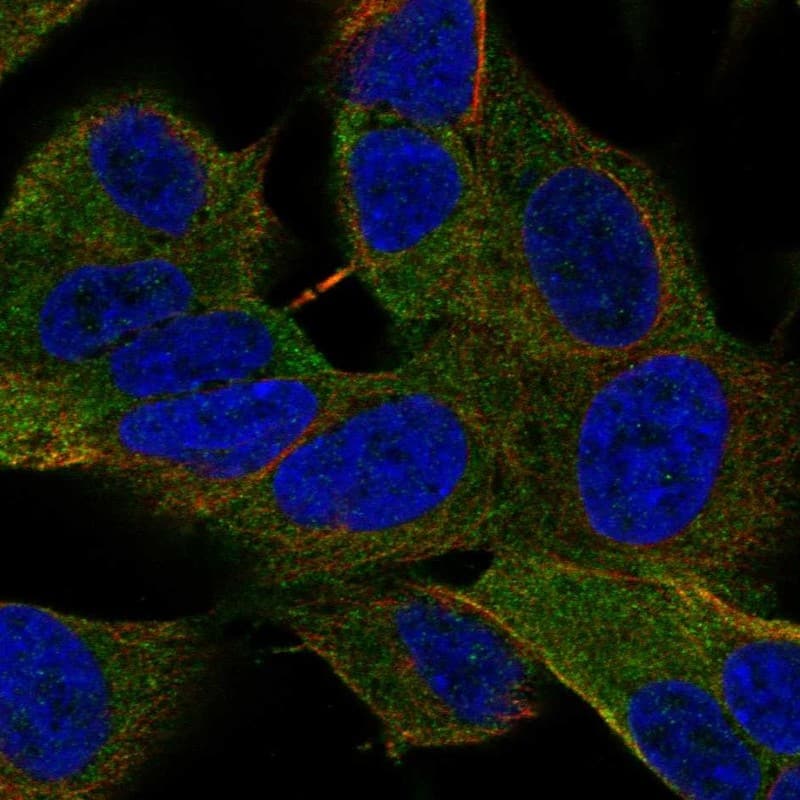 PAG3 Antibody Immunocytochemistry/Immunofluorescence: PAG3 Antibody [NBP3-25039]