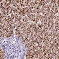 Pecanex Antibody Immunohistochemistry-Paraffin: Pecanex Antibody [NBP3-25046]