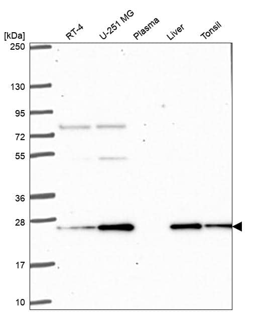 Peroxiredoxin 3 Antibody Western Blot: Peroxiredoxin 3 Antibody [NBP3-25048]