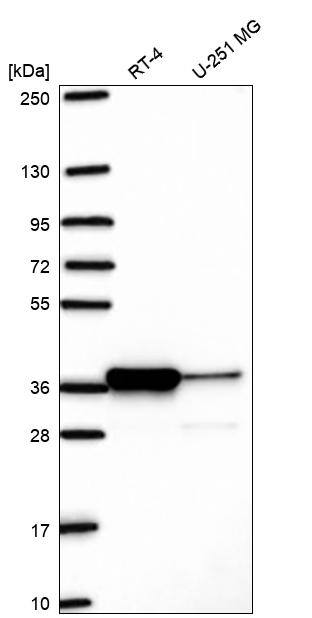 Pirin Antibody Western Blot: Pirin Antibody [NBP3-25053]