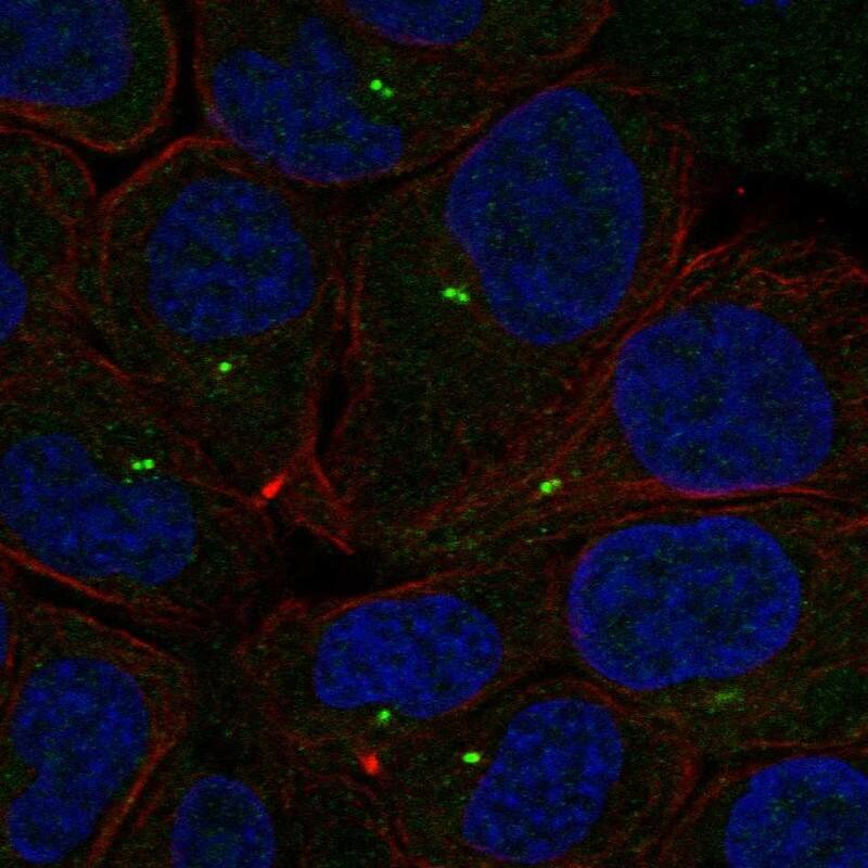 PLEKHG7 Antibody Immunocytochemistry/Immunofluorescence: PLEKHG7 Antibody [NBP3-25057]