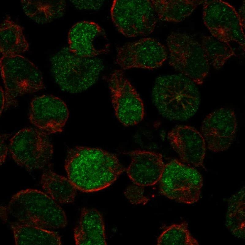 PRDM13 Antibody Immunocytochemistry/Immunofluorescence: PRDM13 Antibody [NBP3-25067]