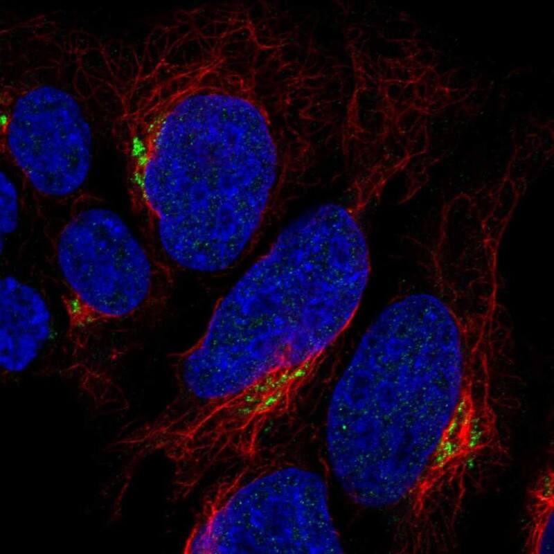 Protocadherin 21 Antibody Immunocytochemistry/Immunofluorescence: Protocadherin 21 Antibody [NBP3-25072]