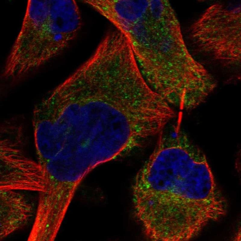 PRUNE2 Antibody Immunocytochemistry/Immunofluorescence: PRUNE2 Antibody [NBP3-25074]