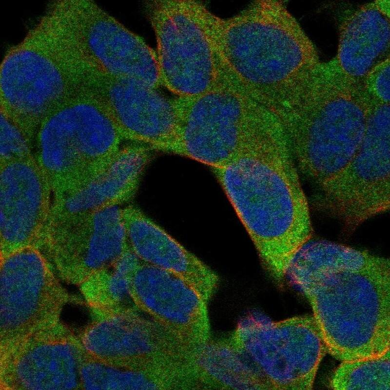 PTGDR Antibody Immunocytochemistry/Immunofluorescence: PTGDR Antibody [NBP3-25080]