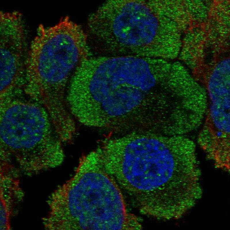 PTPRH Antibody Immunocytochemistry/Immunofluorescence: PTPRH Antibody [NBP3-25081]