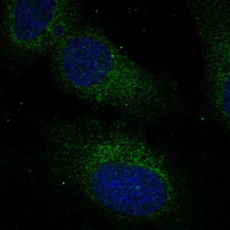 RABL3 Antibody Immunocytochemistry/Immunofluorescence: RABL3 Antibody [NBP3-25087]