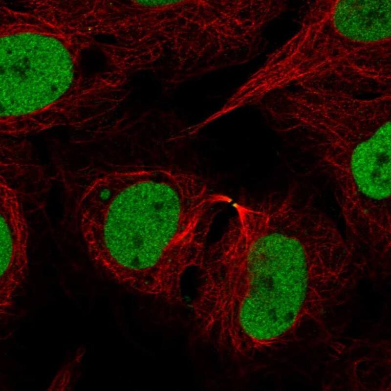 Rad21 Antibody Immunocytochemistry/Immunofluorescence: Rad21 Antibody [NBP3-25089]