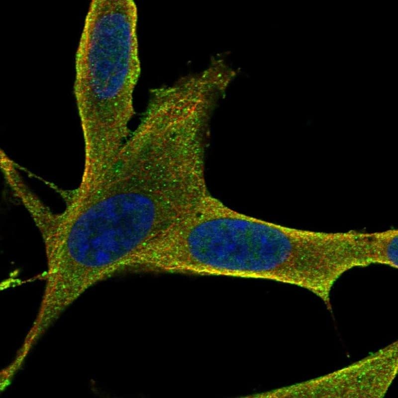 RAMP3 Antibody Immunocytochemistry/Immunofluorescence: RAMP3 Antibody [NBP3-25092]