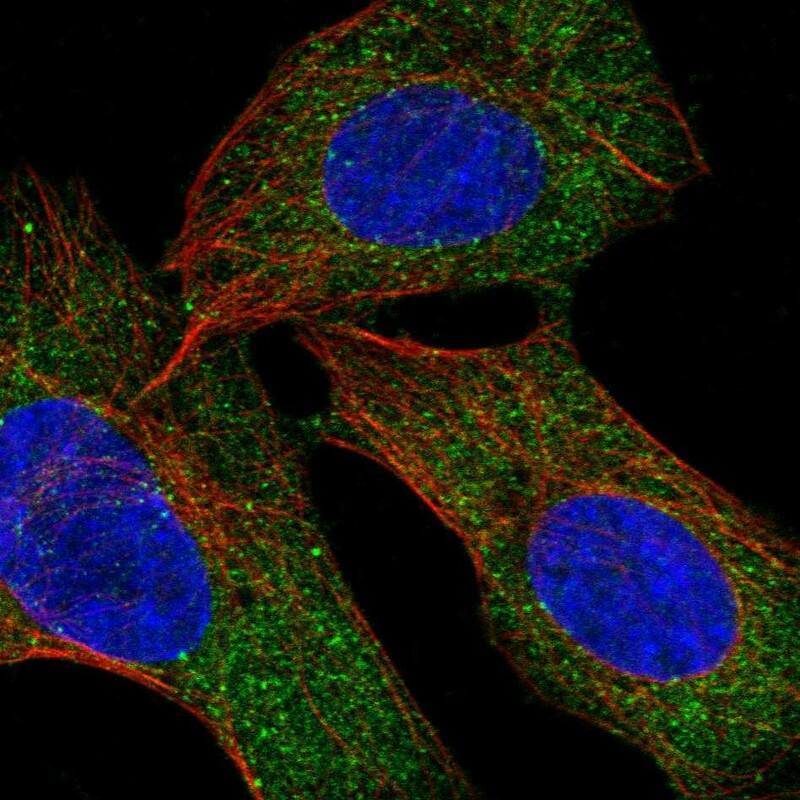 RBM46 Antibody Immunocytochemistry/Immunofluorescence: RBM46 Antibody [NBP3-25095]